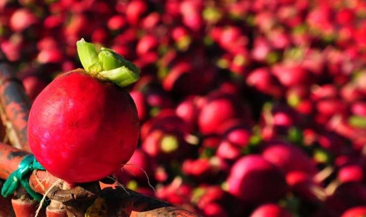 İmmunitet sistemini gücləndirir,  ürək üçün faydalıdır