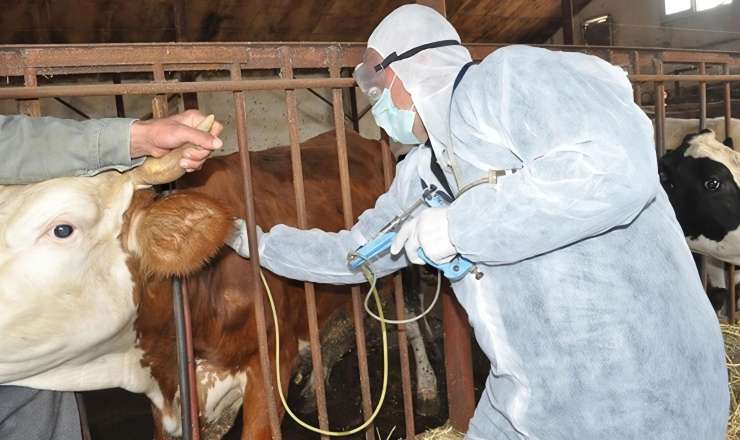 Dabaq xəstəliyi ət bazarına necə təsir etdi? - Açıqlama 