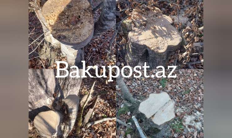300-dən çox kəsilmiş ağac, qanunsuz ov... -Şahdağ Milli Parkında nə baş verir? -VİDEO/FOTO 