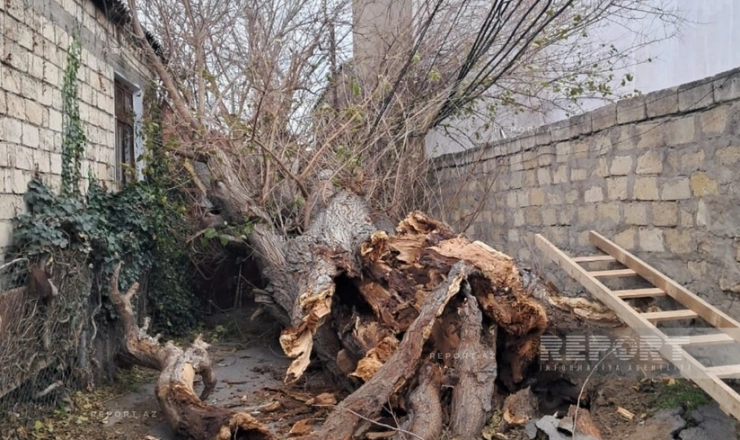 Bakıda güclü külək ağacı elektrik xəttinin üzərinə aşırdı - FOTO  