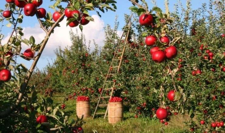 Azərbaycan alması 65 milyon dollara satıldı 