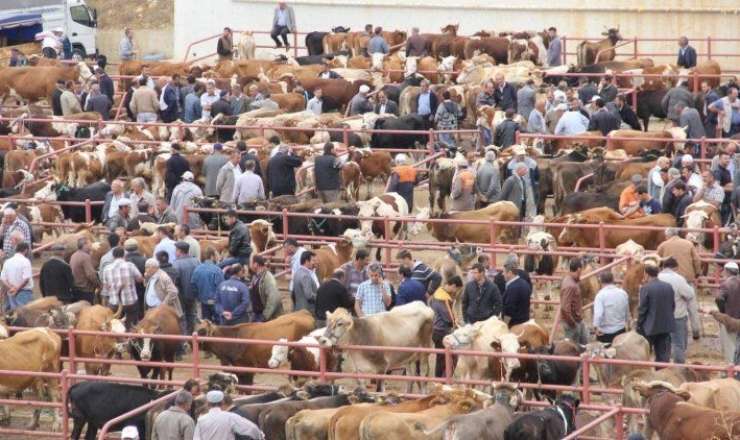 Ağcabədi heyvan bazarının fəaliyyətinə icazə verildi 