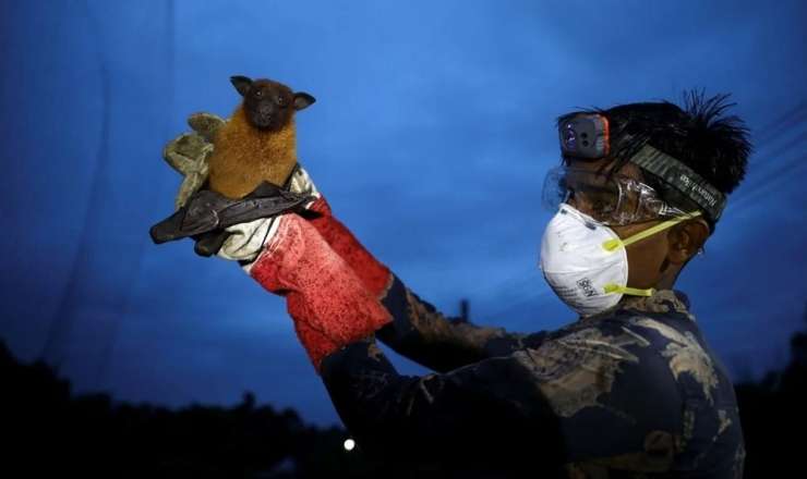 Hansı heyvanlar Nipah virusunu yoluxdura bilər? 