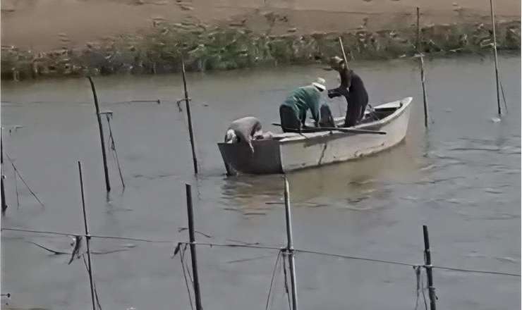 Ölkəmizdə balıq ehtiyatları tükənir: Çaylar və kollektorlar kimlərə satılıb? – SENSASİON iddialar - VİDEO