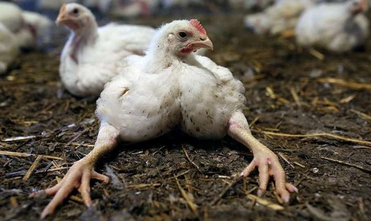 Broyler toyuqlarının orqanizmə    - 7 zərərli təsiri  - DƏHŞƏTLİ FAKTLAR
