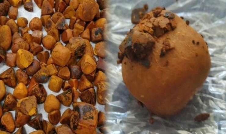 İnəkdən çıxan xəzinə: Tapan varlanır, qiyməti qızılı ikiqat üstələyir 