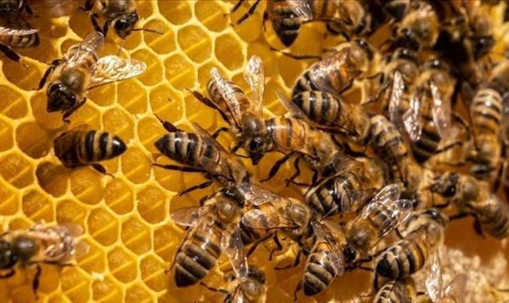 Azərbaycana təhlükəli arılar gətirilib 