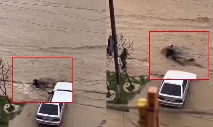 Güclü yağışlar Dağıstanda faciəyə səbəb oldu: Evlər su altında qaldı, qadını sel apardı -  ANBAAN VİDEO 