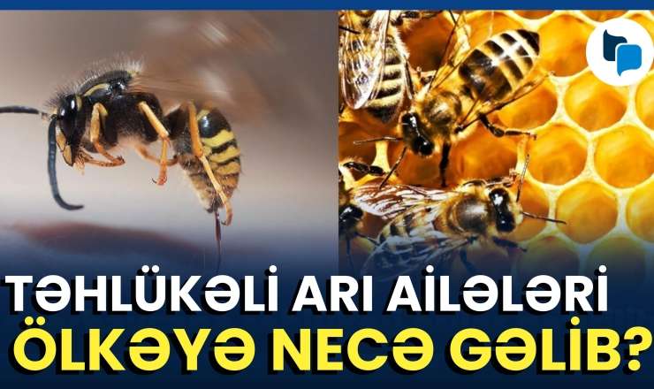 Arıçılar həyəcan içində: Arı ailələri sürətlə qırıla bilər - VİDEO 
