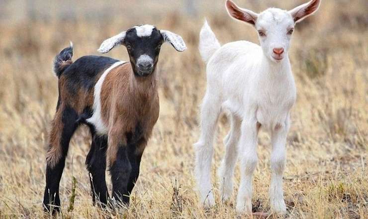 Çəpiş ətinə tələbat niyə artıb? -  VİDEO