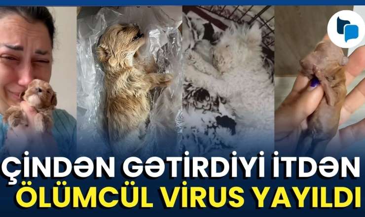 Satmaq üçün it aldı, 60 min manat ziyana düşdü - VİDEO