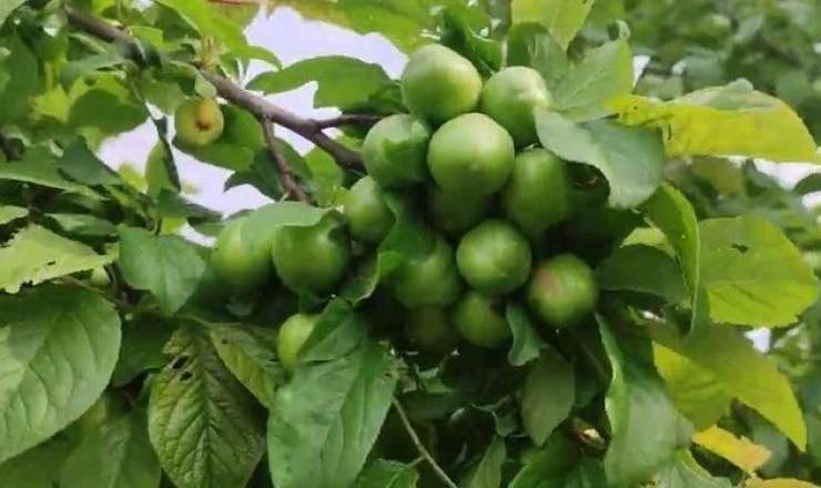 Alçanın qiyməti düşmür: Bahalığın səbəbi nədir? 