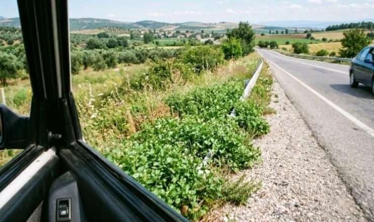 Dünyanın ən sağlam göyərtisi bəlli oldu:  Yol qırağında yetişir 