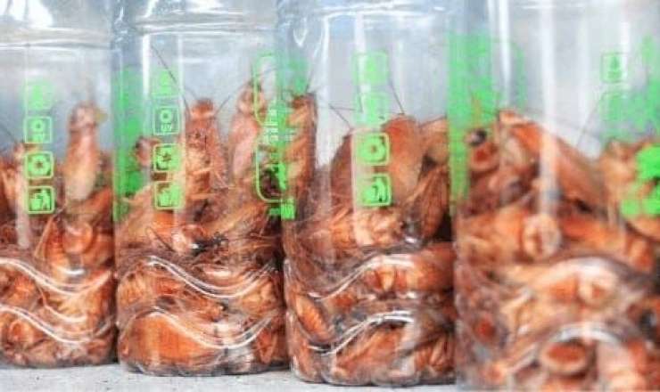 Tarakan yetişdirib yüz minlər qazandı - FOTO